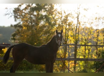 Thoroughbred, Stallion, Foal (04/2025), Bay-Dark