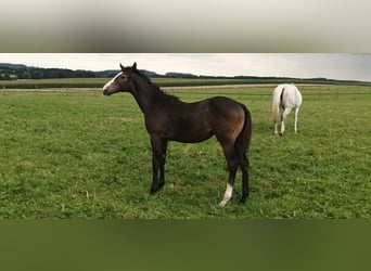 Thoroughbred, Stallion, Foal (02/2025), Grey