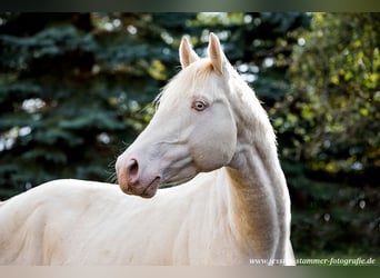 Thoroughbred, Stallion, 15 years, 16 hh, Perlino