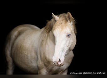 Thoroughbred, Stallion, 15 years, 16 hh, Perlino