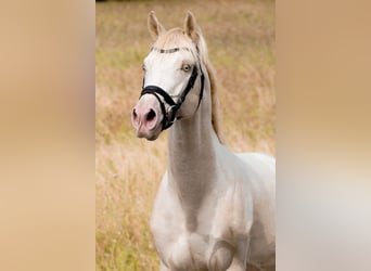 Thoroughbred, Stallion, 15 years, 16 hh, Perlino