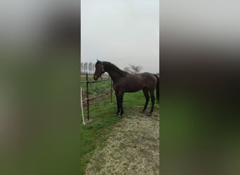 Thoroughbred, Stallion, 19 years, 16 hh, Smoky-Black