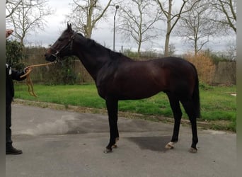 Thoroughbred, Stallion, 15 years, 15.2 hh, Smoky-Black