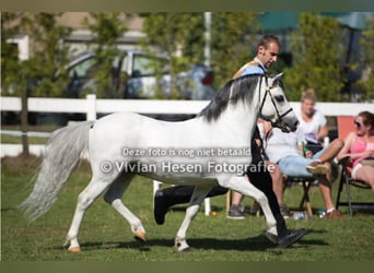 Welsh-A, Hengst, 16 Jahre, 120 cm, Schimmel