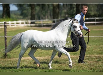 Welsh A (Mountain Pony), Stallion, 16 years, 11,2 hh, Grey