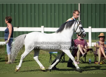 Welsh A (Mountain Pony), Stallion, 16 years, 11,2 hh, Grey