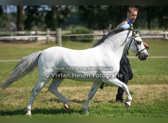 Welsh A (Mountain Pony), Stallion, 16 years, 11,2 hh, Grey