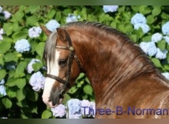 Welsh A (Mountain Pony), Stallion, 18 years, 11.1 hh, Chestnut-Red