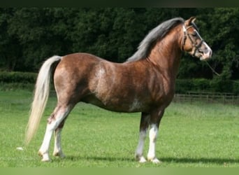 Welsh A (Mountain Pony), Stallion, 18 years, 11.1 hh, Chestnut-Red