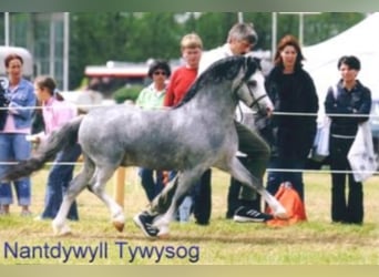 Welsh-A, Hengst, 19 Jahre, 117 cm, Fuchs