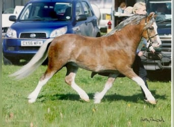 Welsh-A, Hengst, 19 Jahre, 117 cm, Fuchs
