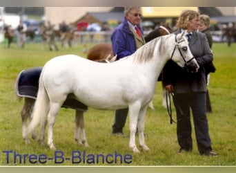 Welsh-A, Hengst, 19 Jahre, 117 cm, Fuchs