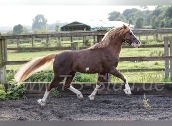 Welsh-B, Hengst, 9 Jahre, 133 cm, Fuchs