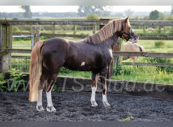 Welsh-B, Hengst, 9 Jahre, 133 cm, Fuchs