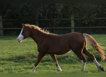 Welsh-B, Hengst, 9 Jahre, 133 cm, Fuchs