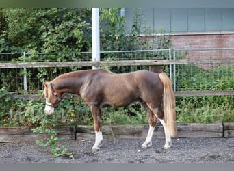 Welsh-B, Hengst, 9 Jahre, 133 cm, Fuchs