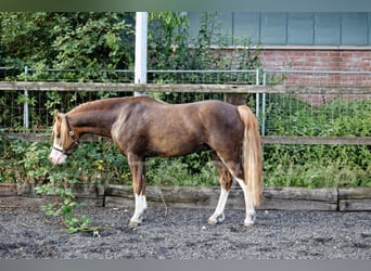 Welsh-B, Hengst, 9 Jahre, 133 cm, Fuchs