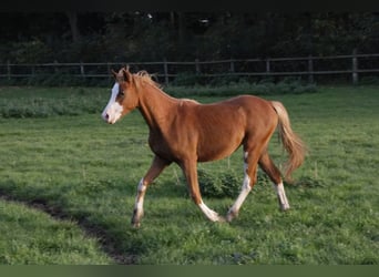 Welsh-B, Hengst, 9 Jahre, 133 cm, Fuchs