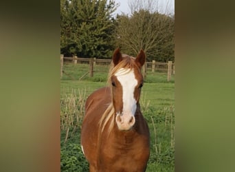 Welsh-B, Hengst, 9 Jahre, 133 cm, Fuchs
