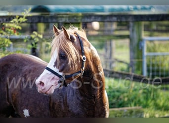 Welsh-B, Stallone, 10 Anni, 133 cm, Sauro