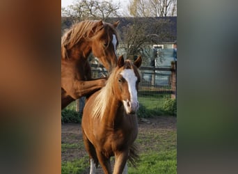 Welsh-B, Stallone, 10 Anni, 133 cm, Sauro