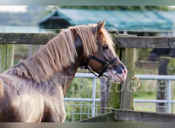 Welsh-B, Stallone, 10 Anni, 133 cm, Sauro