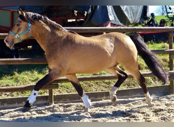 German Riding Pony, Stallion, 20 years, 14.1 hh, Dun