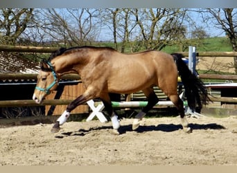 German Riding Pony, Stallion, 20 years, 14.1 hh, Dun