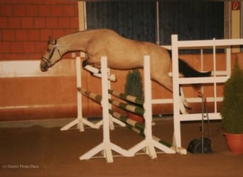 Poni alemán, Semental, 20 años, 147 cm, Bayo