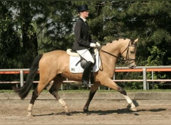 Pony tedesco, Stallone, 22 Anni, 147 cm, Falbo