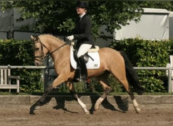 Pony tedesco, Stallone, 22 Anni, 147 cm, Falbo
