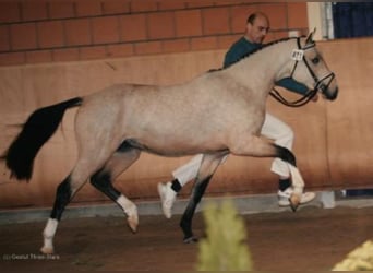 Pony tedesco, Stallone, 22 Anni, 147 cm, Falbo