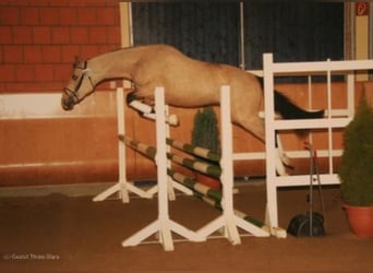 Pony tedesco, Stallone, 22 Anni, 147 cm, Falbo