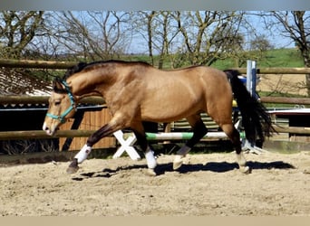 Pony tedesco, Stallone, 22 Anni, 147 cm, Falbo