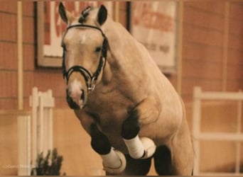 Pony tedesco, Stallone, 22 Anni, 147 cm, Falbo
