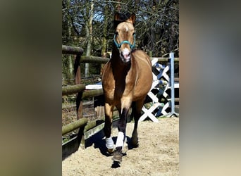 Pony tedesco, Stallone, 22 Anni, 147 cm, Falbo
