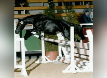 German Riding Pony, Stallion, 21 years, 14.1 hh, Black