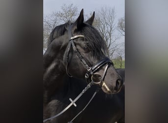 German Riding Pony, Stallion, 21 years, 14.1 hh, Black