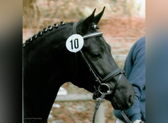 Poney de selle allemand, Étalon, 21 Ans, 146 cm, Noir