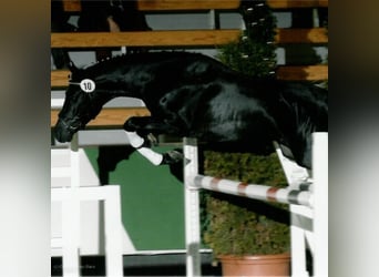 Poni alemán, Semental, 21 años, 146 cm, Negro