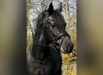 Pony tedesco, Stallone, 23 Anni, 146 cm, Morello