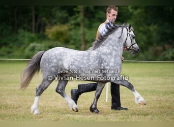 Welsh A (Mountain Pony), Stallion, 12 years, 11.2 hh, Gray