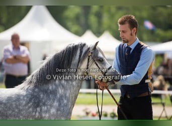 Welsh A (Mountain Pony), Stallion, 13 years, 11,2 hh, Grey