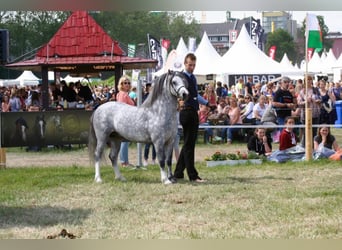 Welsh A (Mountain Pony), Stallion, 13 years, 11,2 hh, Grey