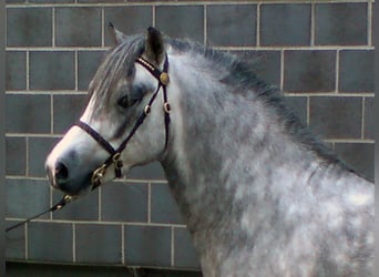 Welsh A (Mountain Pony), Stallion, 13 years, 11,2 hh, Grey