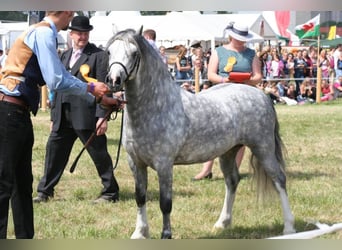 Welsh A (Mountain Pony), Stallion, 13 years, 11,2 hh, Grey