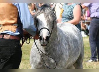 Welsh A (Mountain Pony), Stallion, 13 years, 11,2 hh, Grey
