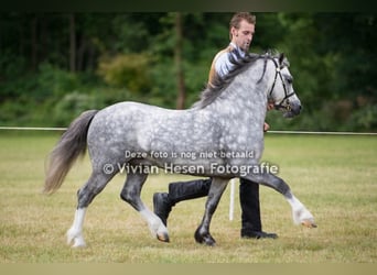 Welsh A (Mountain Pony), Stallion, 13 years, 11,2 hh, Grey