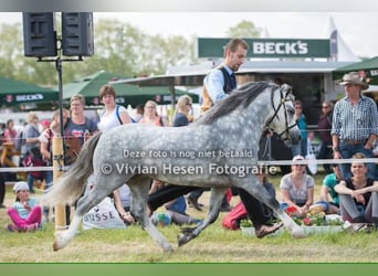 Welsh A (Mountain Pony), Stallion, 13 years, 11,2 hh, Grey