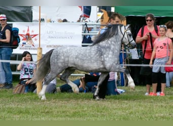 Welsh-A, Stallone, 14 Anni, 120 cm, Grigio